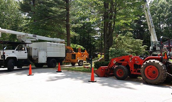 Tree Removal Service Belmont NH